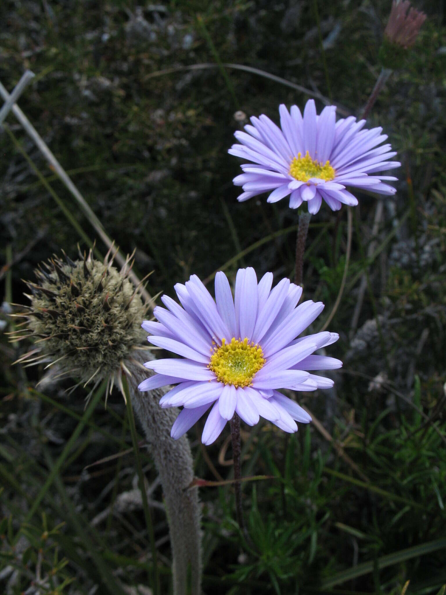 Image of fringed daisy-bush