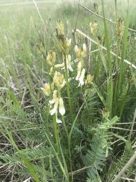 Image of Sheldon's milkvetch