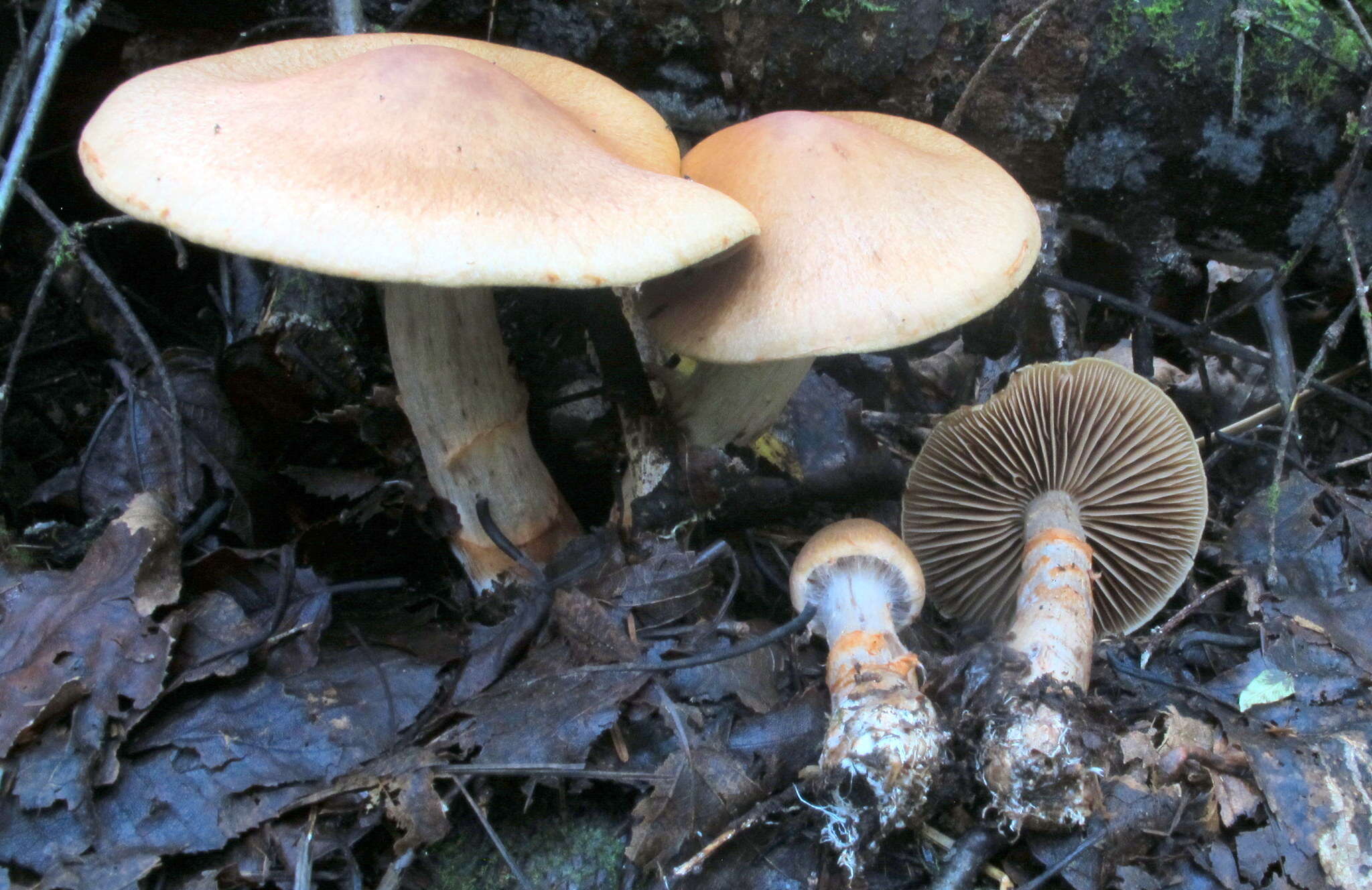 Image of Cortinarius armillatus (Fr.) Fr. 1838