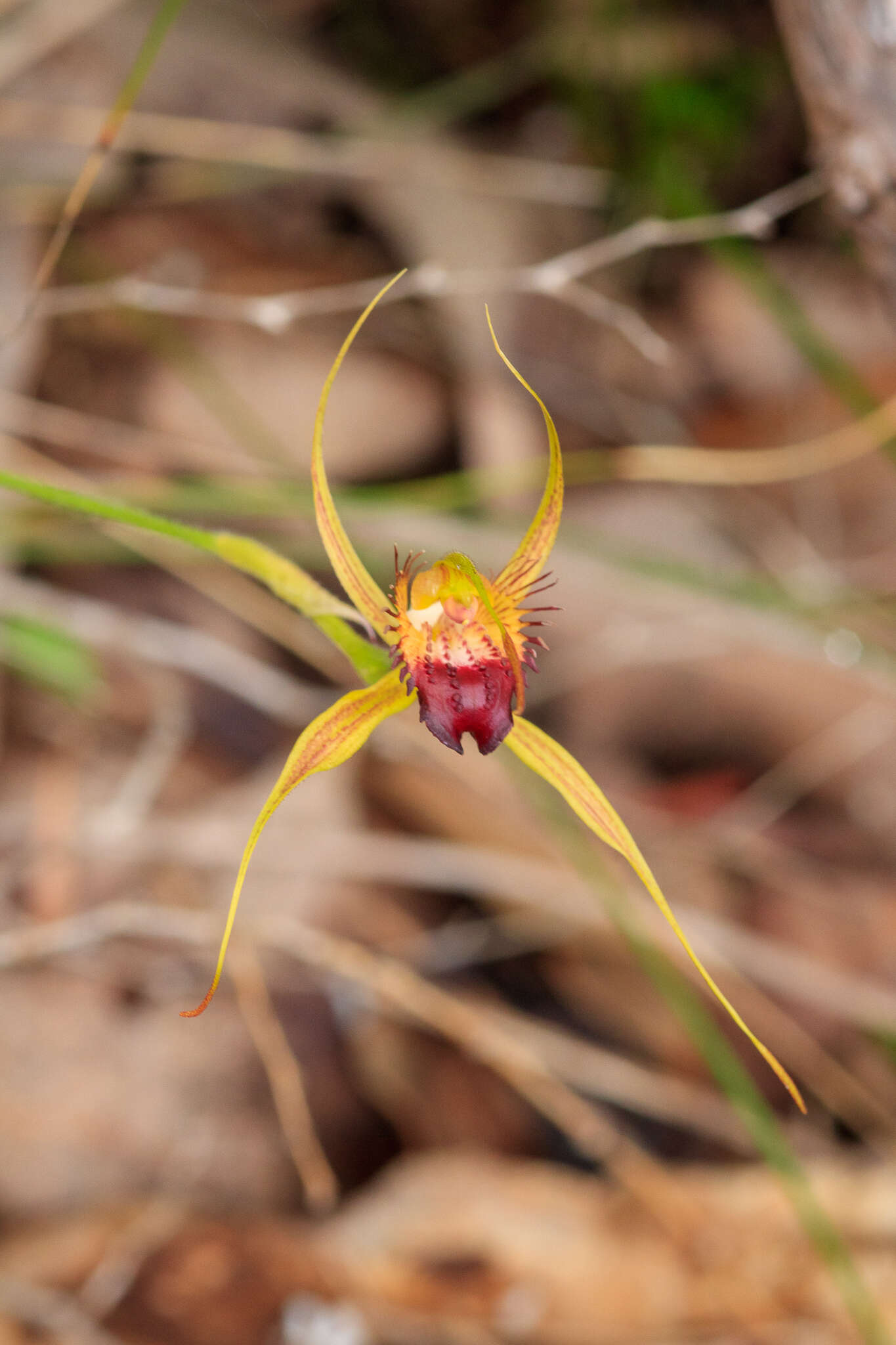 Image of Swamp spider orchid