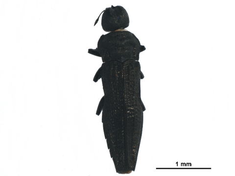 Image of Aphanisticus