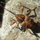 Image of Curculio dentipes Roelofs & W. 1874