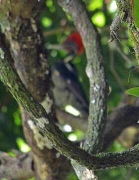 Image of Lineated Woodpecker