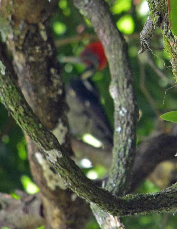 Imagem de Pica-pau-de-banda-branca