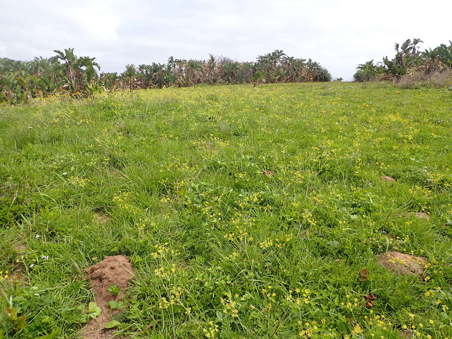 Image of Afrosciadium caffrum (Meisn.) Winter