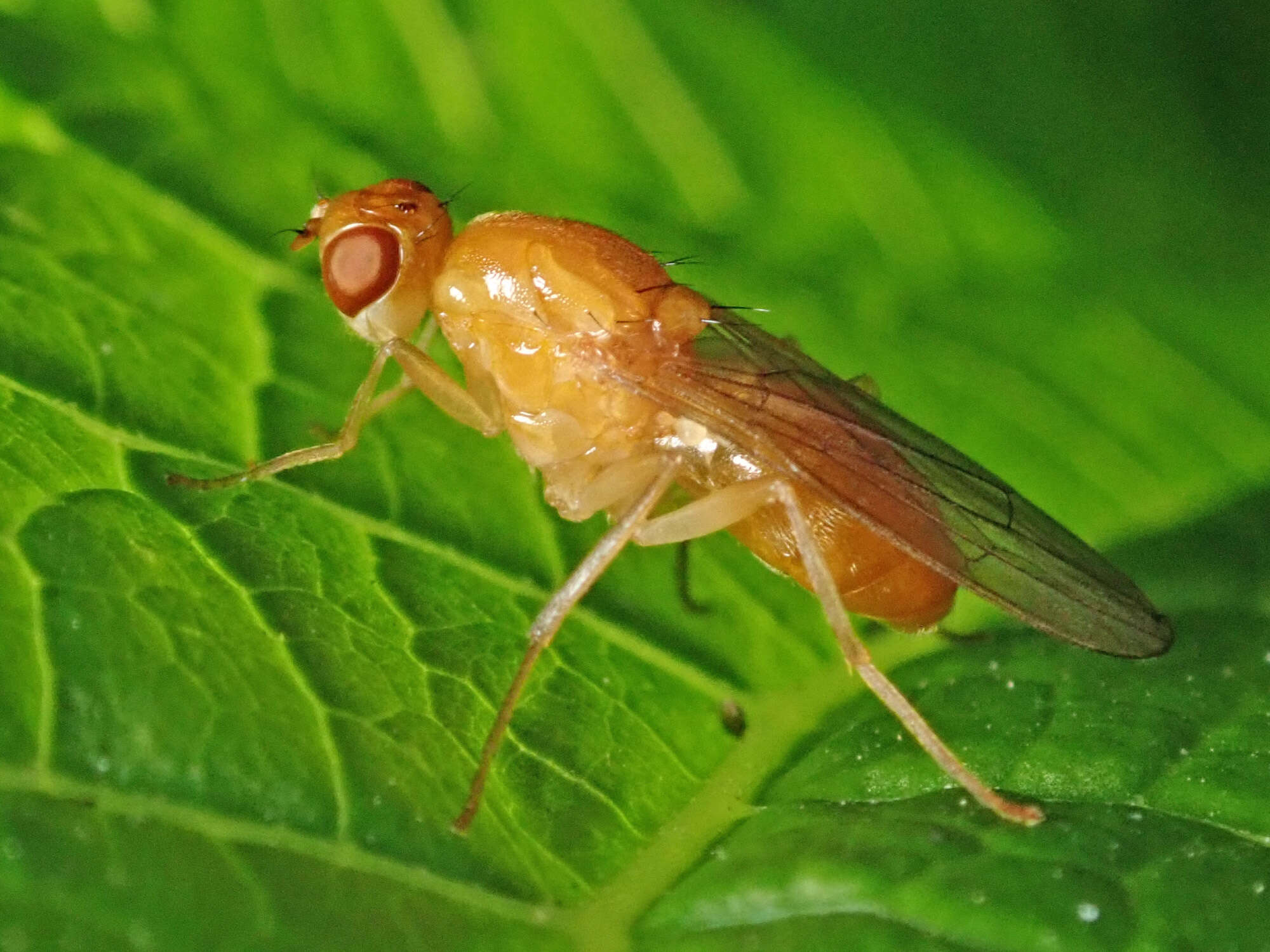 Imagem de Psila fimetaria (Linnaeus 1761)