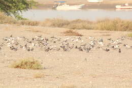 صورة خرشنة بيضاء الخدود