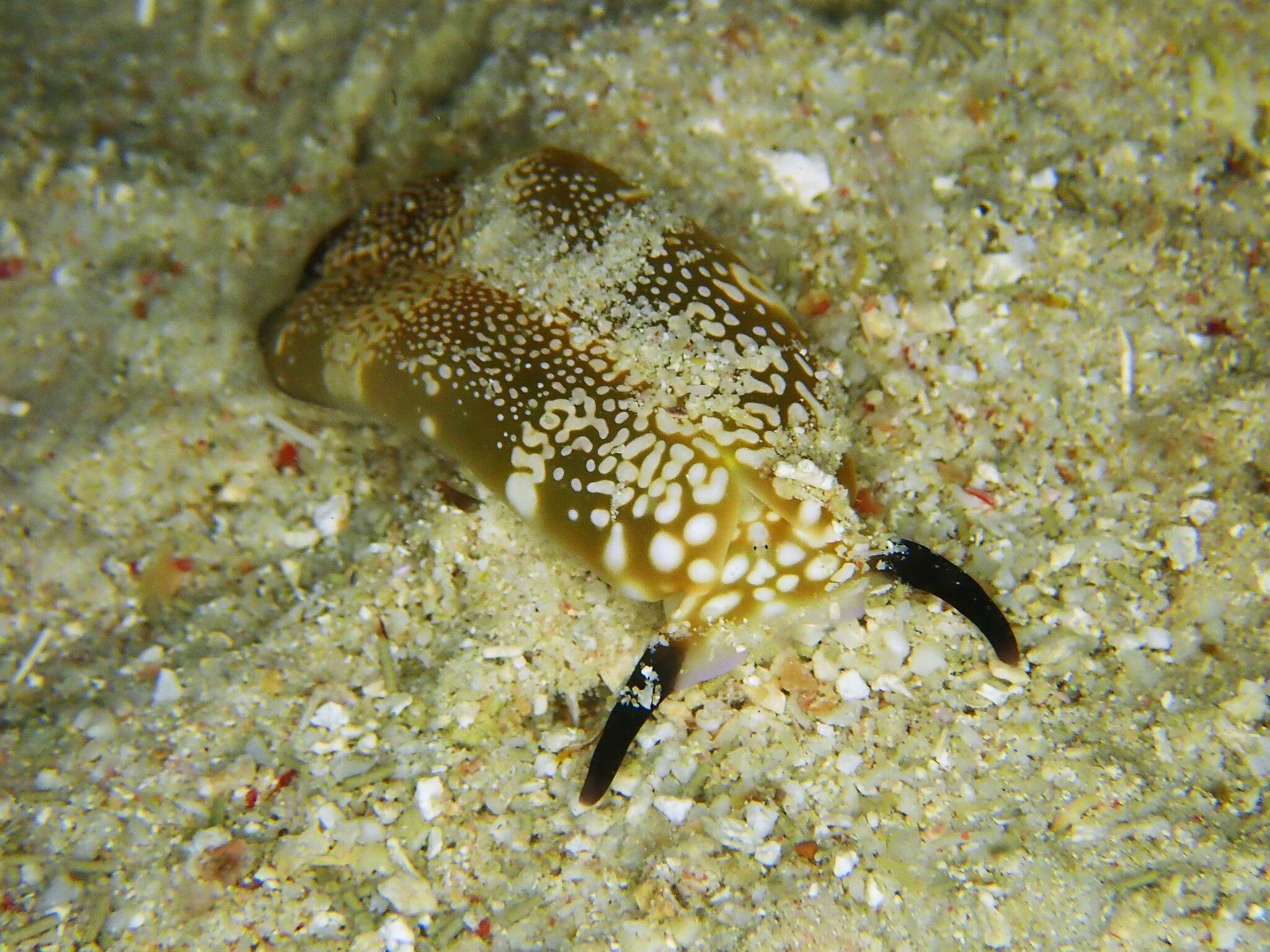 Image of Plakobranchus papua Meyers-Muñoz & van der Velde 2016