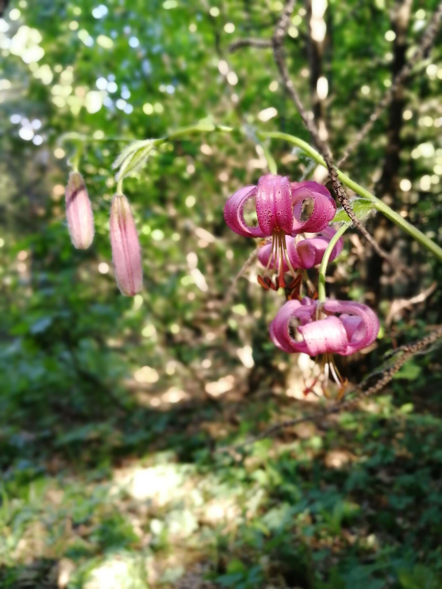 Image of Lilium martagon var. pilosiusculum Freyn