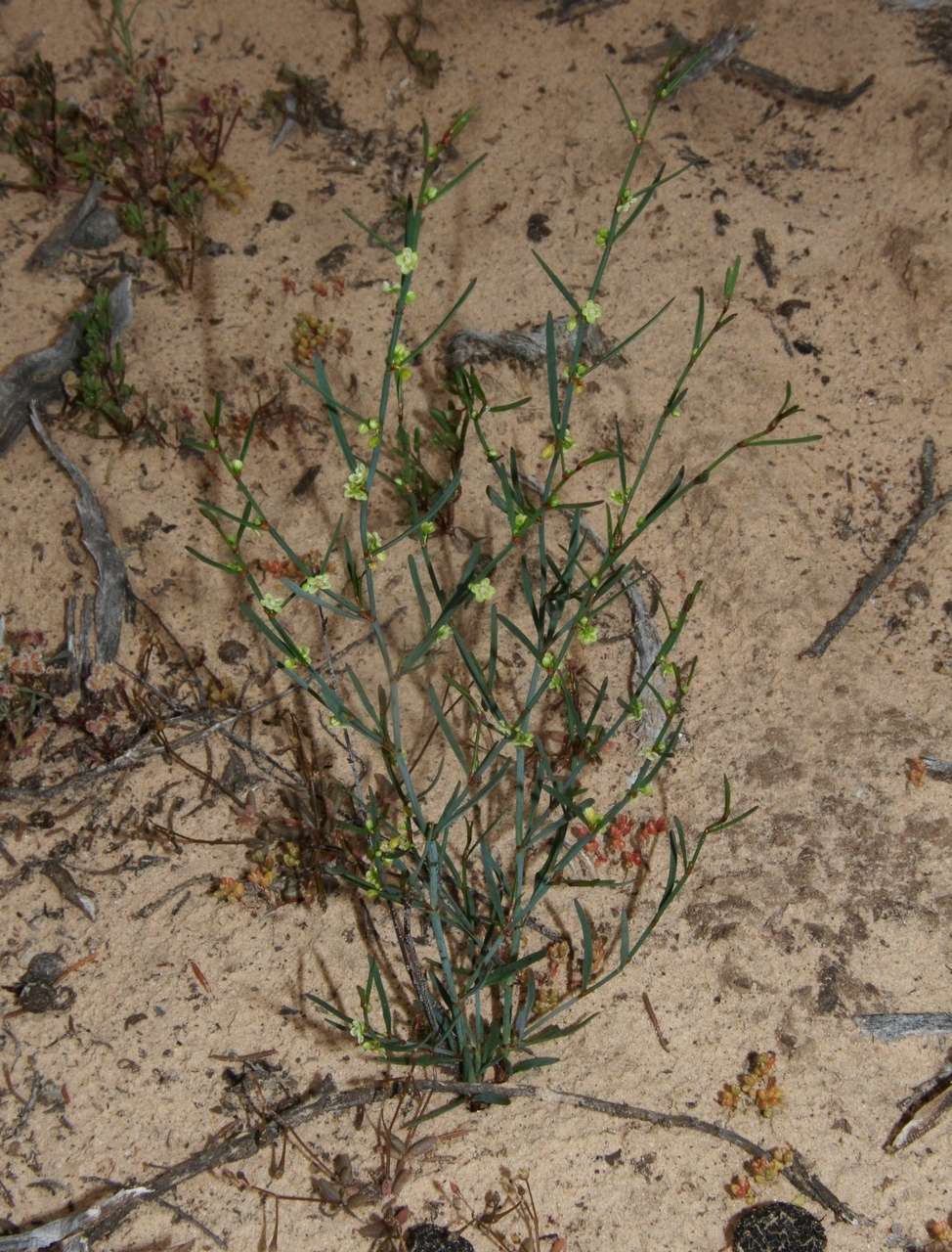 Image of Muehlenbeckia diclina (F. Müll.) F. Mueller.