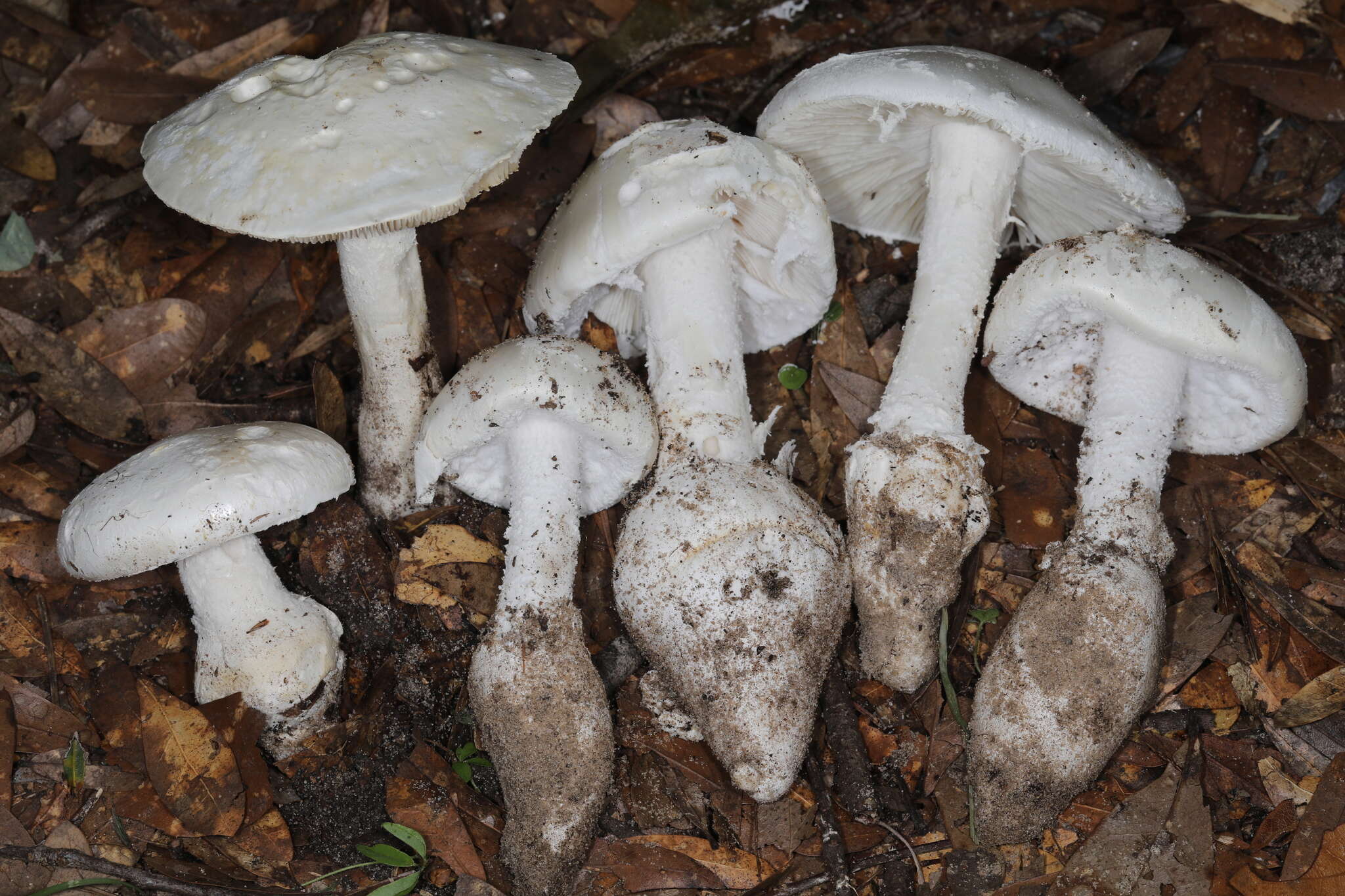 Image of Amanita rhoadsii (Murrill) Murrill 1939