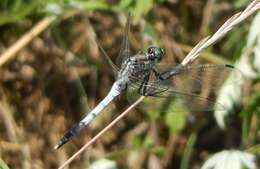 Sivun Orthetrum albistylum (Selys 1848) kuva