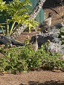 Image of Barbary Partridge