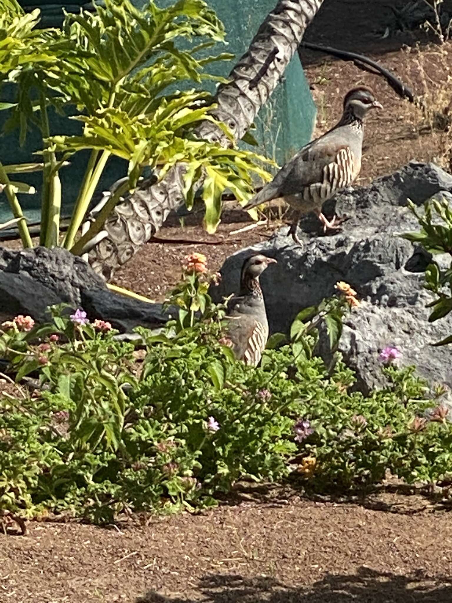 Image of Barbary Partridge