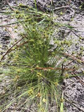 Image of Sandy-Field Hair Sedge