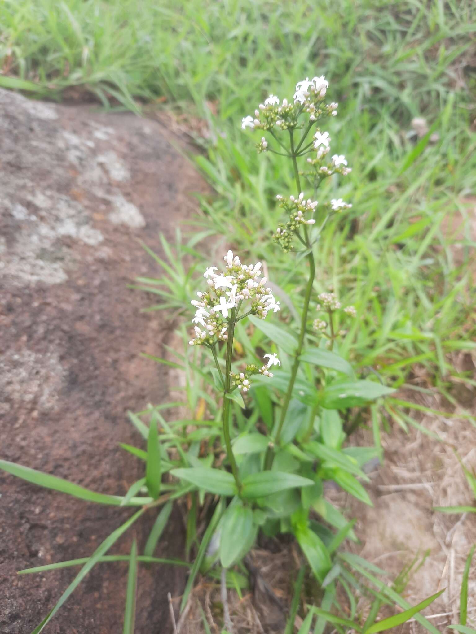 Image of Hedyotis lancea Thunb. ex Maxim.