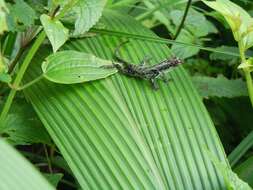 Sivun Anolis humilis Peters 1863 kuva