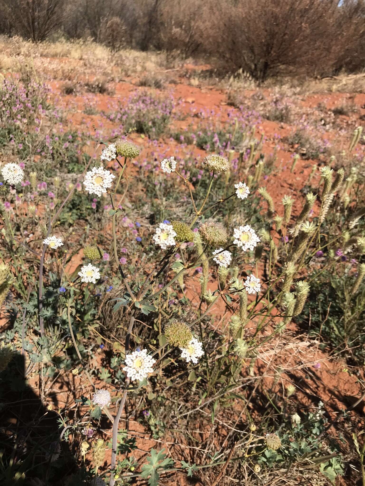 Imagem de Trachymene glaucifolia (F. Müll.) Benth.