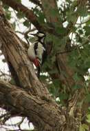 Image of White-winged Woodpecker