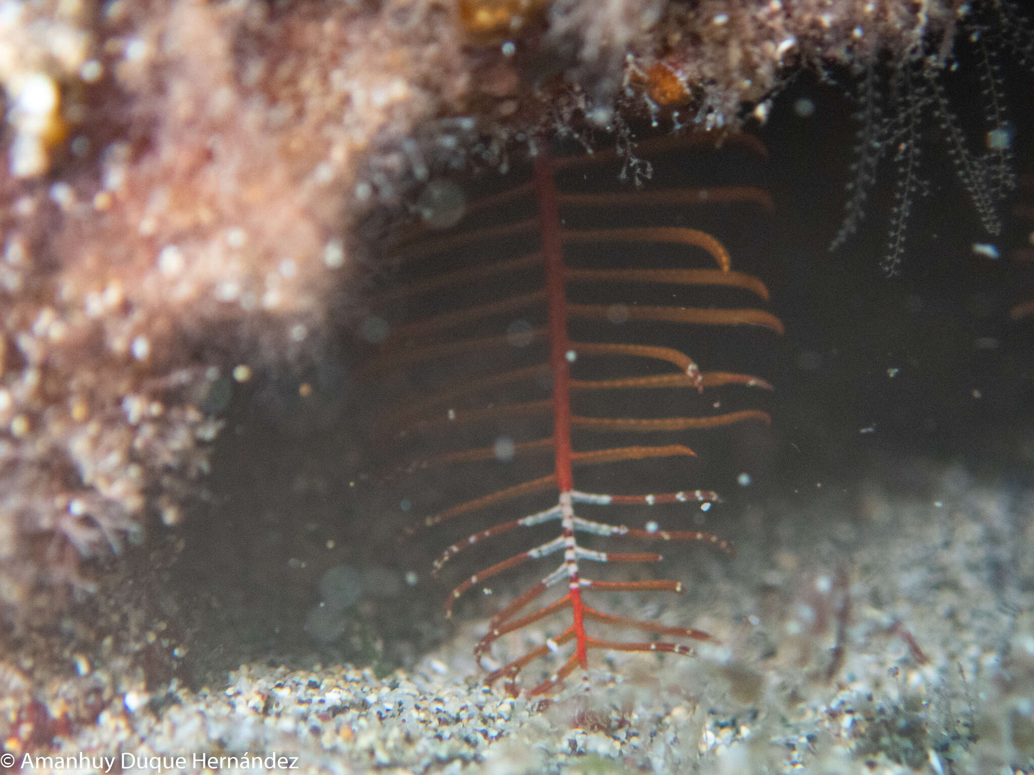 Image of rosy feather-star