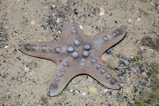 Image of chocolate chip sea star