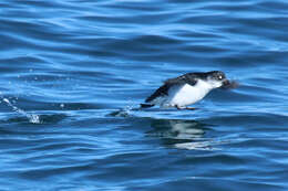 Image of Least Auklet