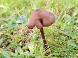 Image of Entoloma infula (Fr.) Noordel. 1980