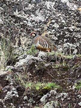 Alectoris rufa hispanica (Seoane 1894) resmi