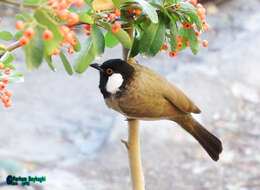 Image of White-eared Bulbul