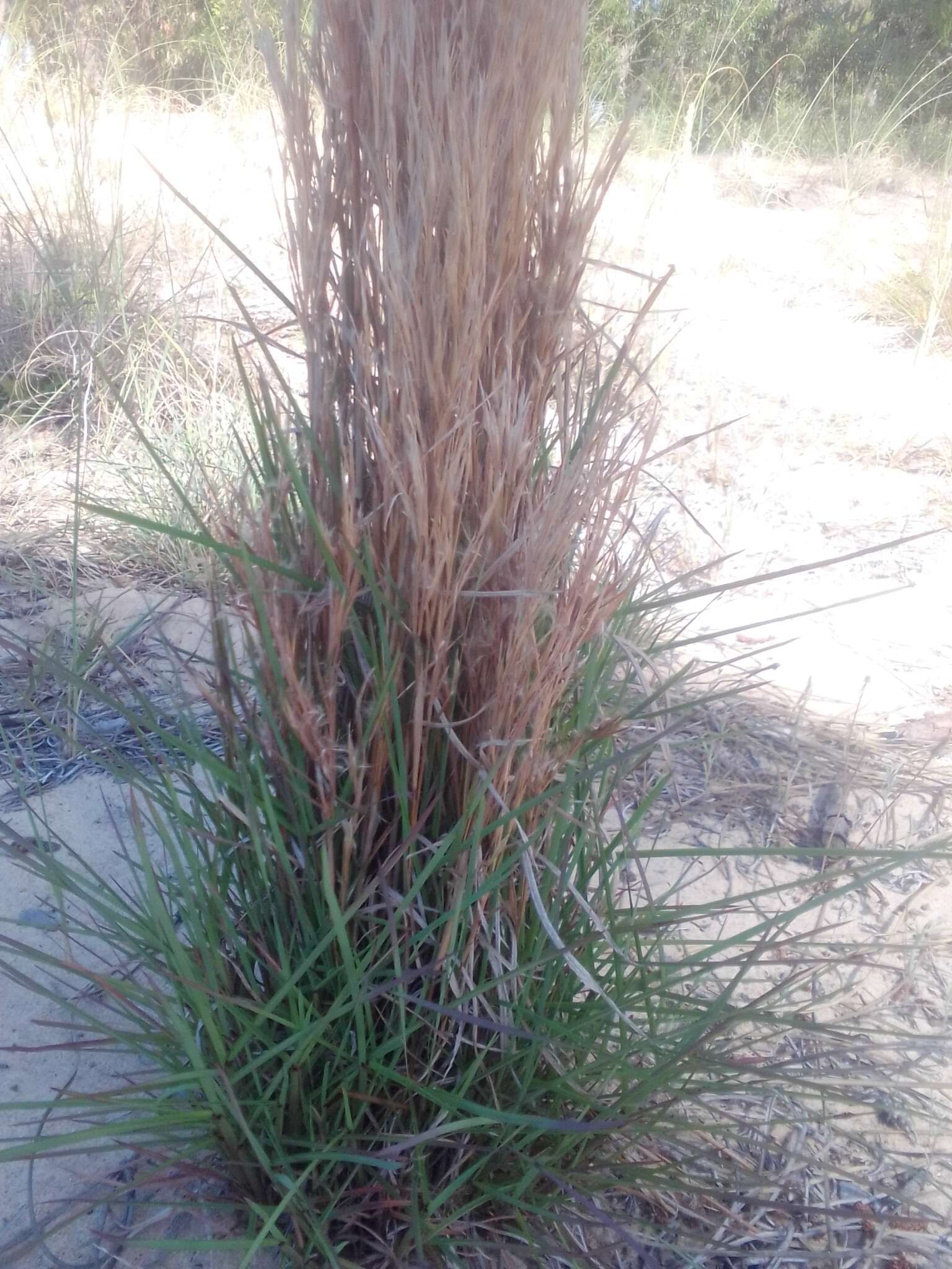 Image of Schizachyrium microstachyum (Desv.) Roseng., B. R. Arrill. & Izag.