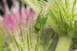 Image of Lygocoris