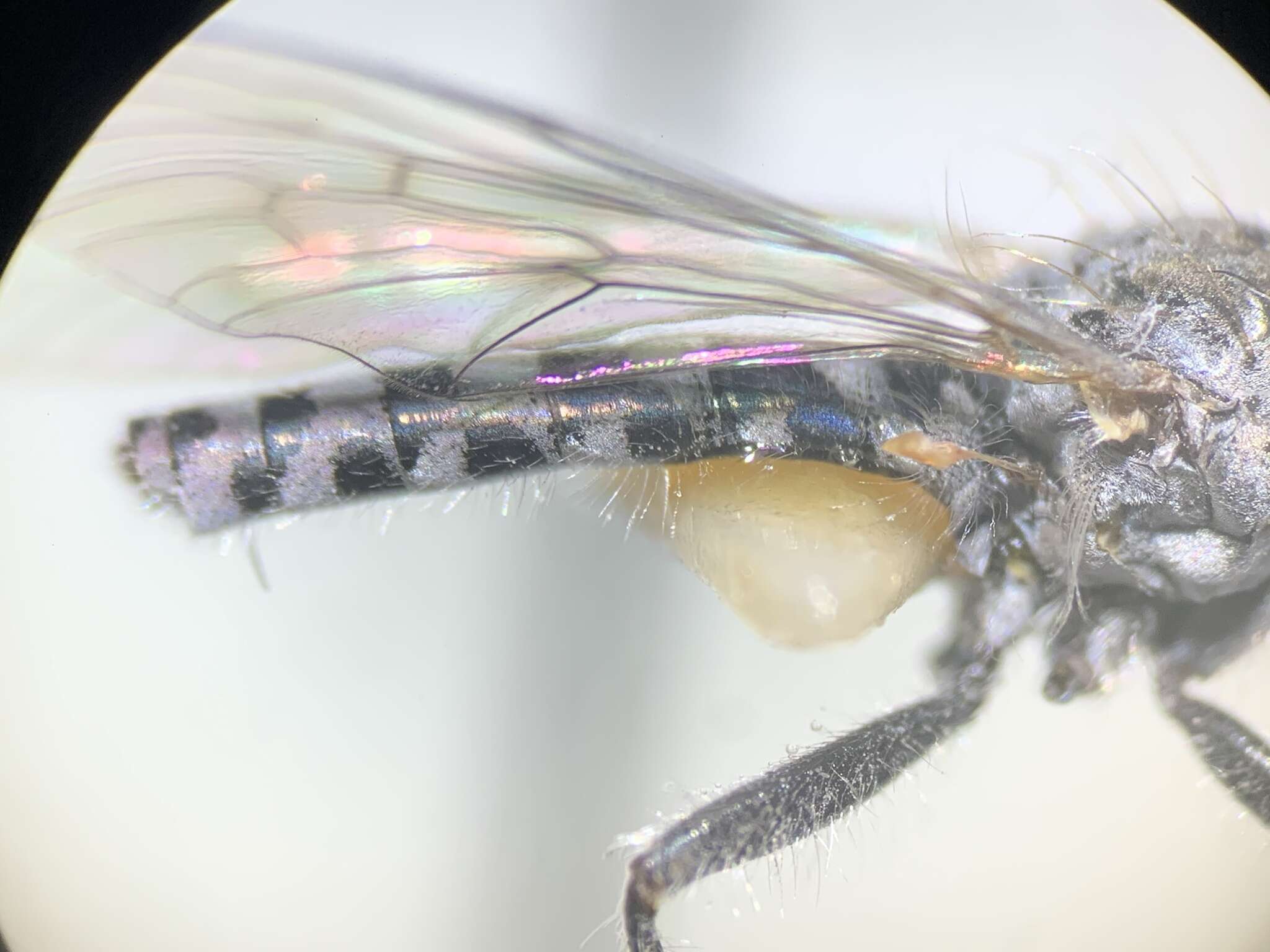 Image of Wilcoxia flavipennis Pollock & Reichert 2019