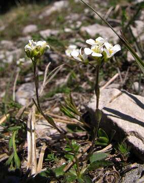 Image of Arabis scopoliana Boiss.