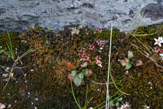 Image of Howell's Pseudosaxifrage