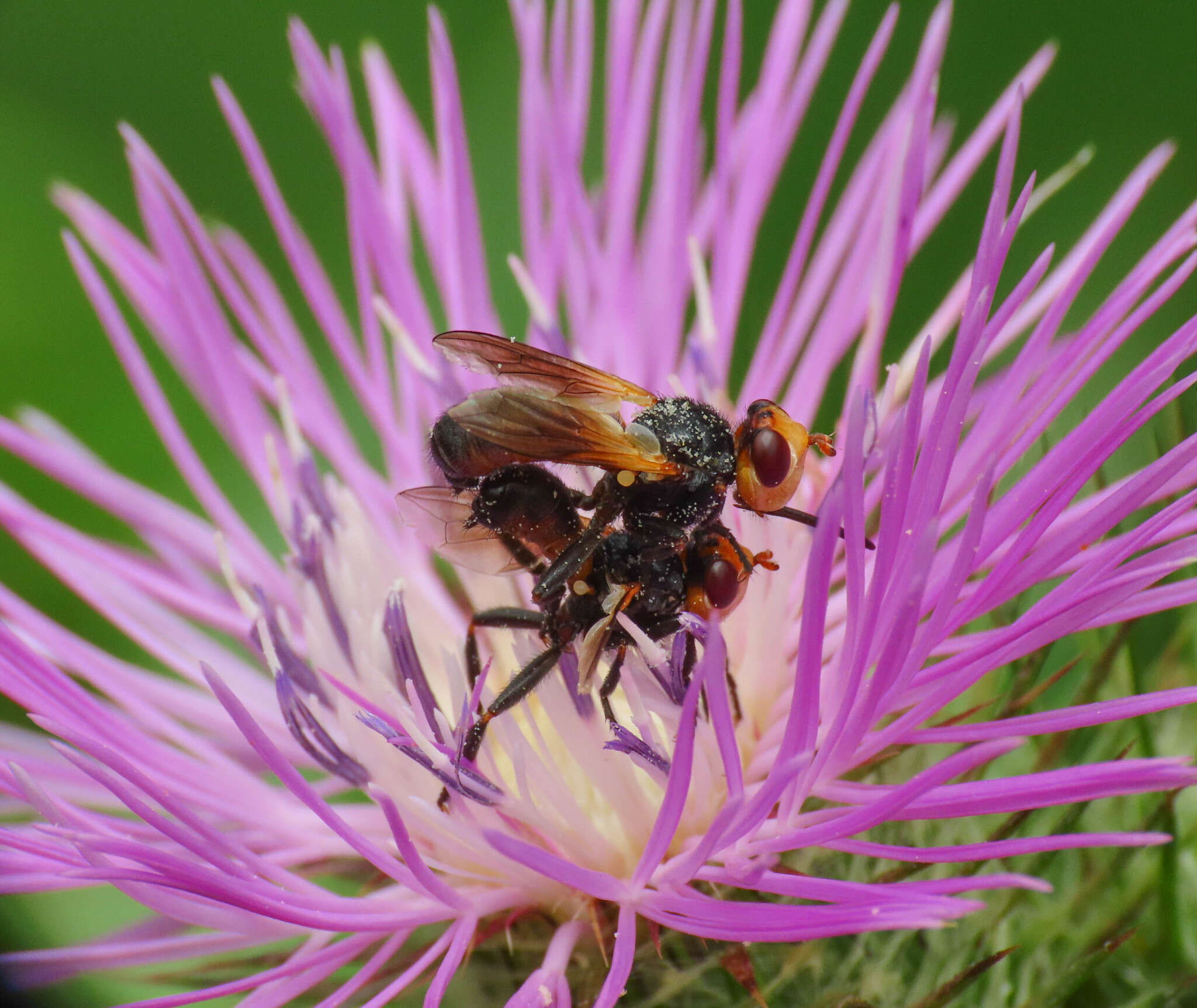 Melanosoma bicolor (Meigen 1824)的圖片