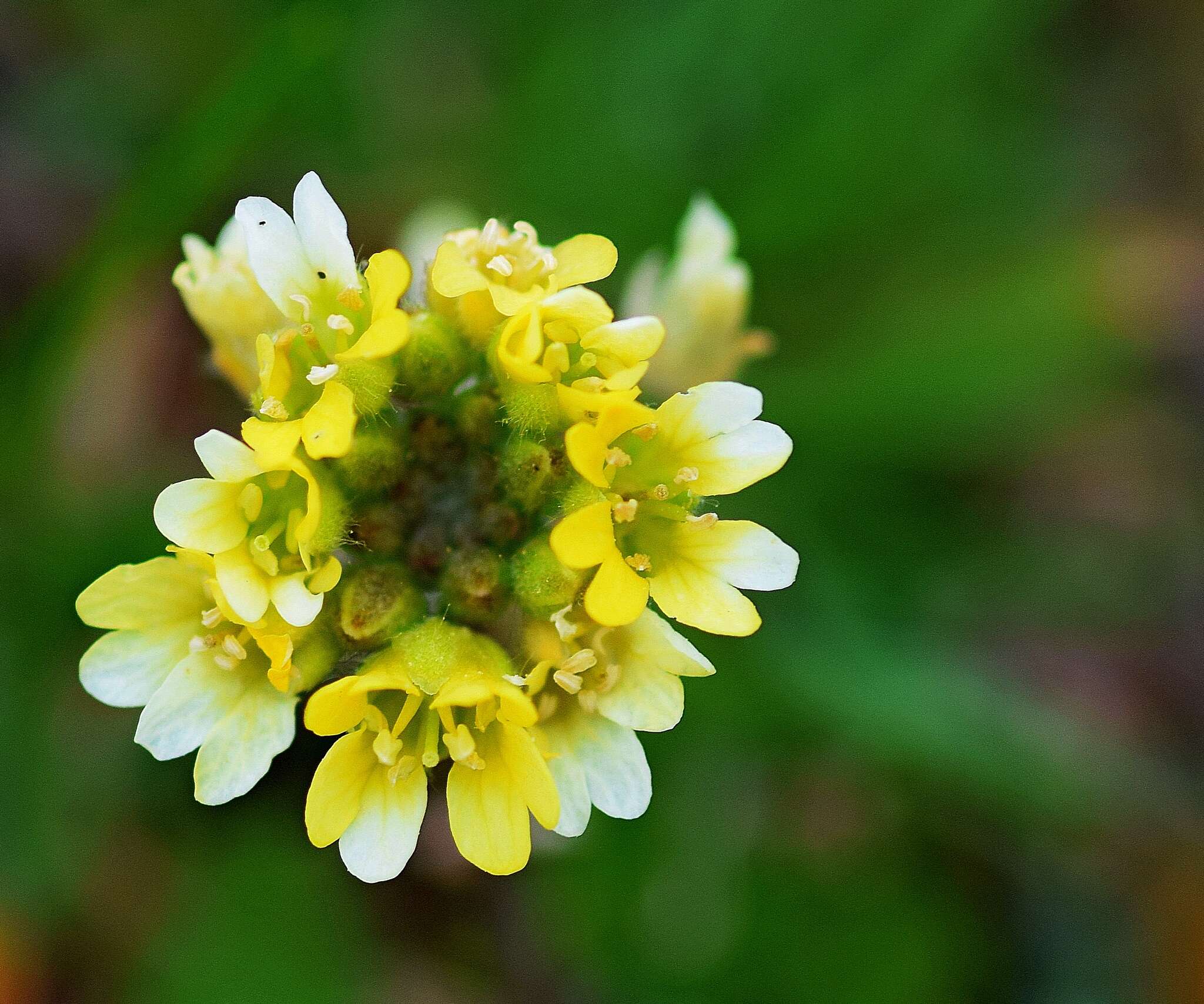 صورة Berteroa orbiculata DC.