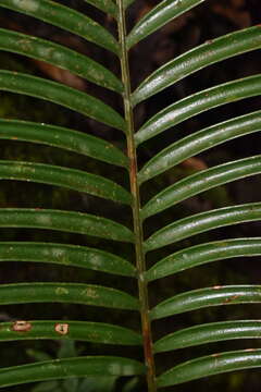 Image of Cycad