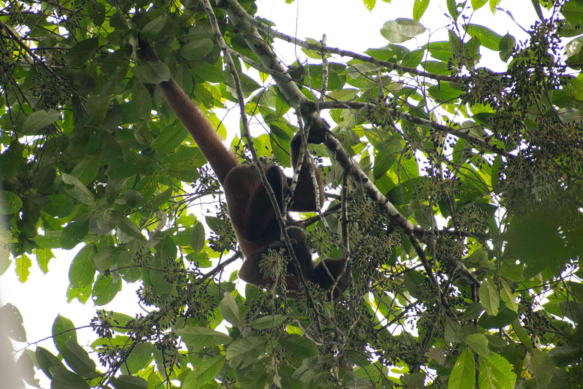 Image of Woolly monkey