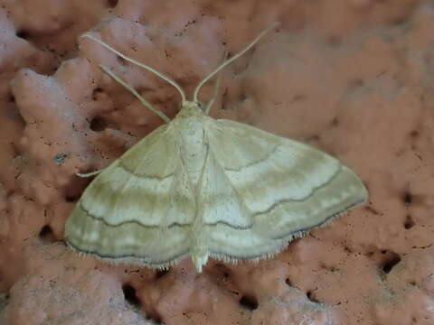 Image of Idaea circuitaria