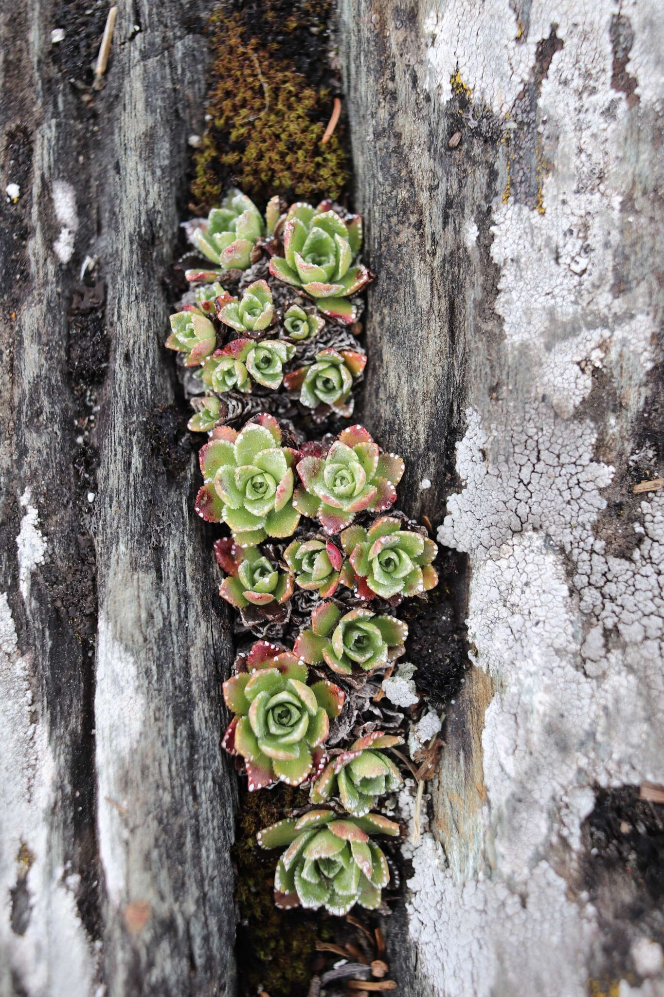 Image of White Mountain saxifrage