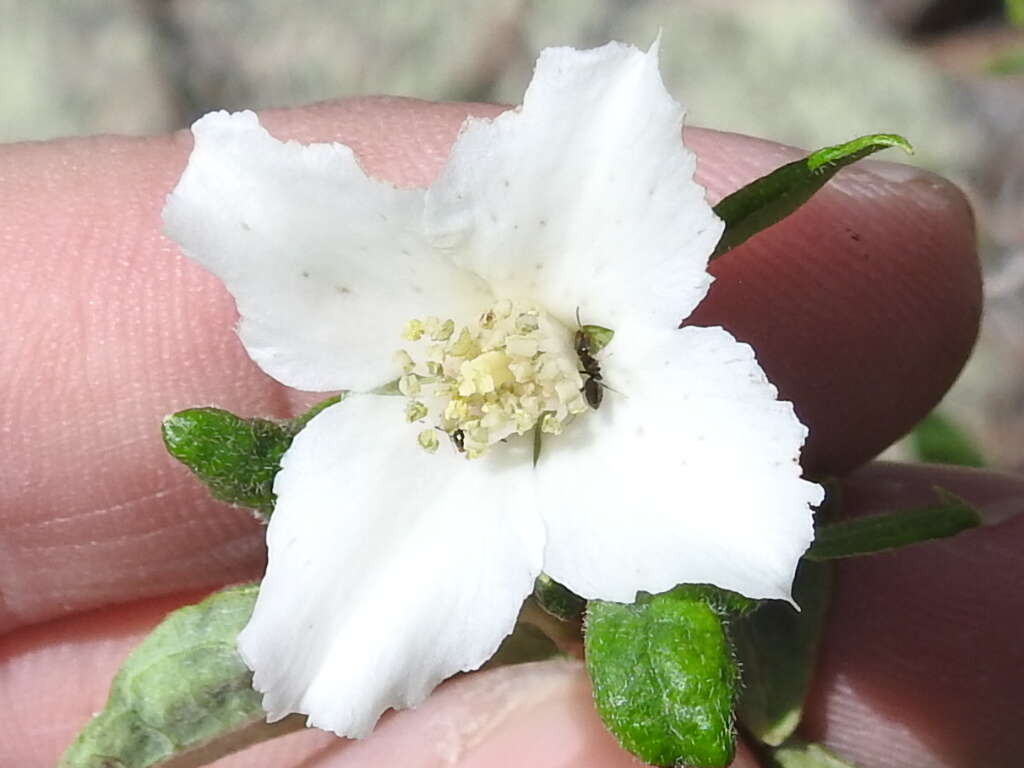 Image of littleleaf mock orange