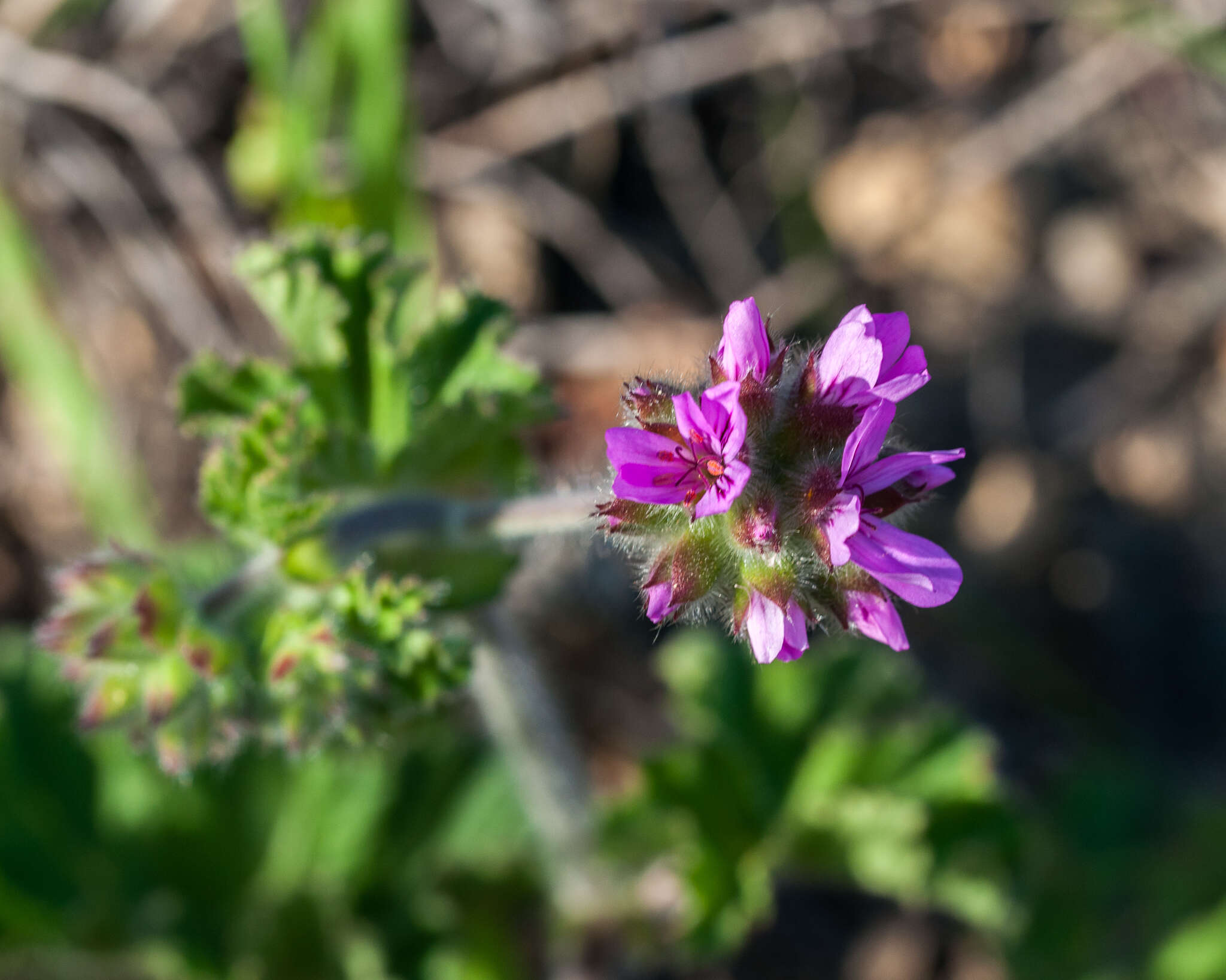 Image of rose scented geranium