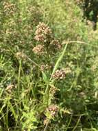 Image of Galium pseudoboreale Klokov