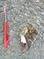 Image of Lesser Redpoll