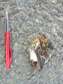 Image of Lesser Redpoll