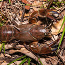 Слика од <i>Cherax punctatus</i>