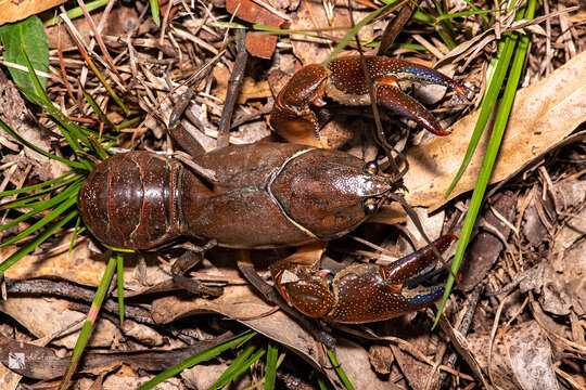 Image of <i>Cherax punctatus</i>