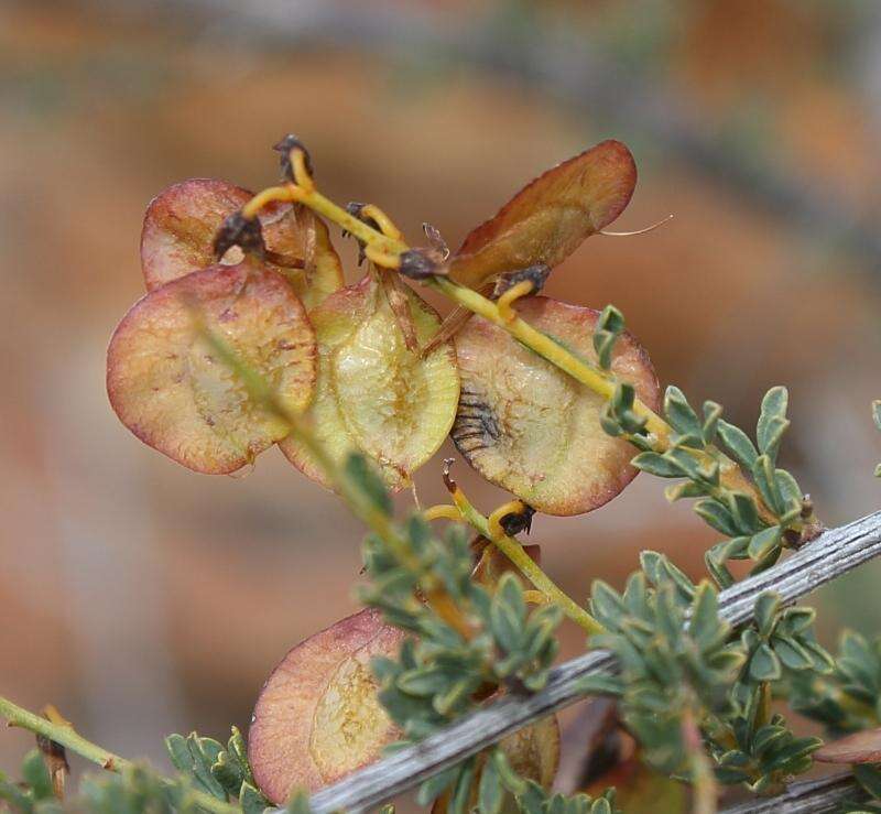 Image of Wiborgia tenuifolia E. Mey.