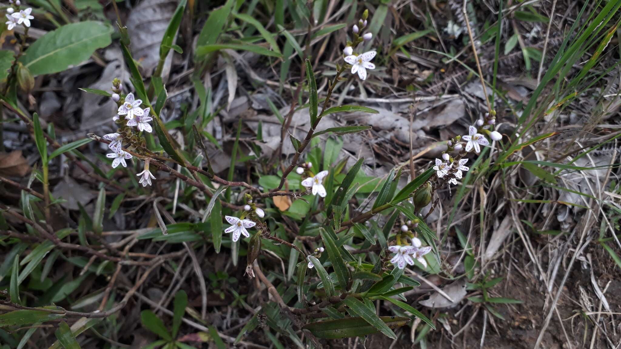 Imagem de Epidendrum fimbriatum Kunth