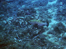 Image of Dusky Grouper